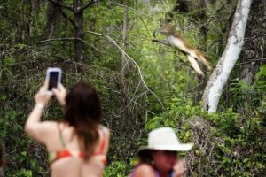 Clear Kayak or Paddleboard Manatee Adventure - Clear kayak vs paddleboard: what you should pick