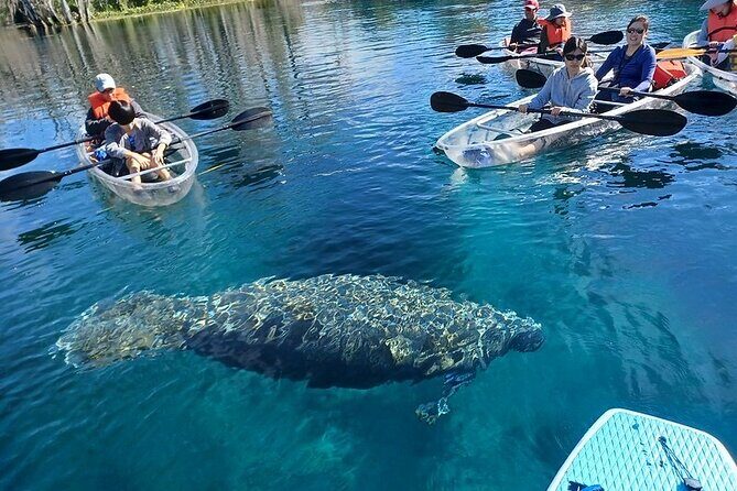 Clear Kayak or Paddleboard Manatee Adventure - Price, extra fees, and whether it’s worth $80
