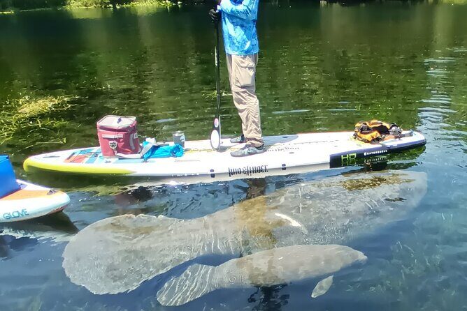Clear Kayak or Paddleboard Manatee Adventure - Meeting point, check-in friction, and what to bring