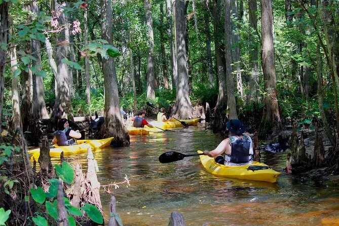Cypress Forest: Guided Nature Kayak Eco-Tour - Shingle Creek: the Everglades headwaters you can actually paddle