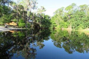Cypress Forest: Guided Nature Kayak Eco-Tour - What you can spot: birds, frogs, reptiles, and the big surprises