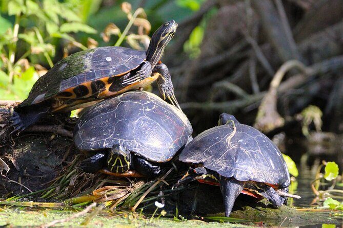 Dora Canal Wildlife Kayak Tour – Scenic Old Florida - Wildlife Watching the Easy Way (Herons, Turtles, and Sometimes More)