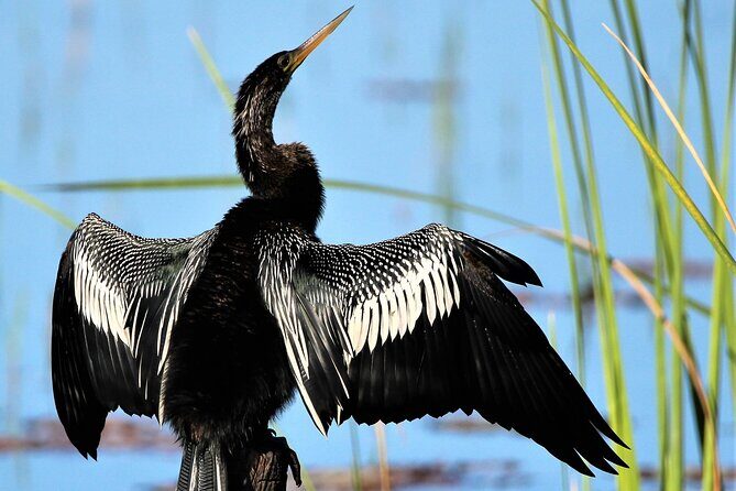 Dora Canal Wildlife Kayak Tour – Scenic Old Florida - Weather, Clothing, and Florida Common Sense