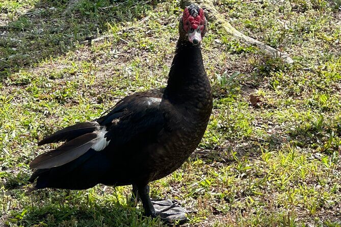 Epic 2-Hour Kissimmee E-Bike Adventure Awaits with Toho Bikes! - Kissimmee Start: Lakefront Pickup, New 2024 Bridge, and Bird-Spotting
