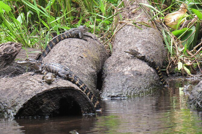 Exclusive Nature Escape Kayak Adventure on Blackwater Creek - The vibe: small group, big nature attention (max 6)