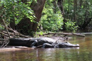 Exclusive Nature Escape Kayak Adventure on Blackwater Creek - $90 for 3 hours: what value looks like here