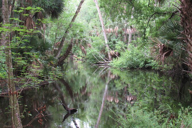 Exclusive Nature Escape Kayak Adventure on Blackwater Creek - On the water: what the 3-hour paddle feels like