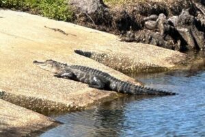 Experience Kissimmee Lakefront Mountain Bike Tour (2 Hours) - Stop 2 in Saint Cloud: long lakefront time, 360 views, and more to do than ride