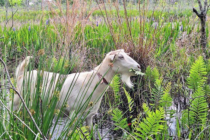 Farm Experience with Ponies, Bunnies, Chickens and Goats - A working ranch tour built around up-close animal time