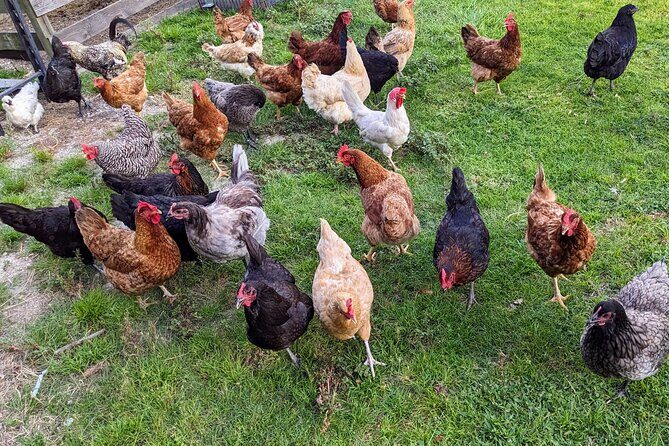 Farm Experience with Ponies, Bunnies, Chickens and Goats - How the 1 hour 15 minutes is structured at Cheyne Ranch