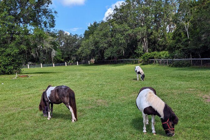 Farm Experience with Ponies, Bunnies, Chickens and Goats - Weather and comfort: the one “watch this” factor