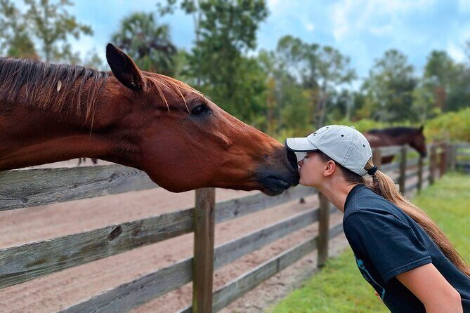 Farm Experience with Ponies, Bunnies, Chickens and Goats - Horse encounters: miniature horses, ponies, and big horses