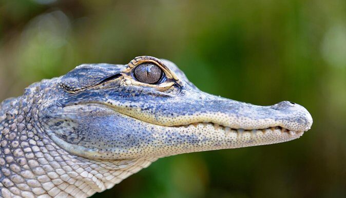 Florida Everglades Airboat Tour and Wild Florida Admission with Optional Lunch - Who this is best for (and who might want a different plan)