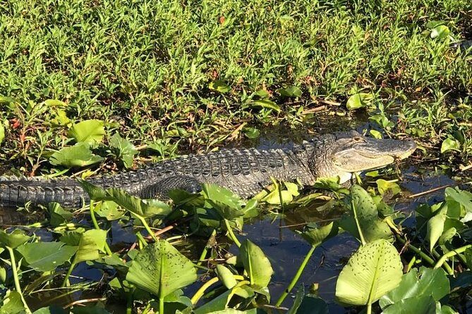 Florida Everglades Airboat Tour and Wild Florida Admission with Optional Lunch - Getting there without stress: check-in timing and the meeting point