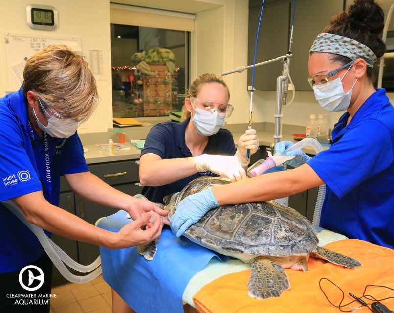 From Orlando: Clearwater Beach and Marine Aquarium Admission - Key points worth knowing before you go