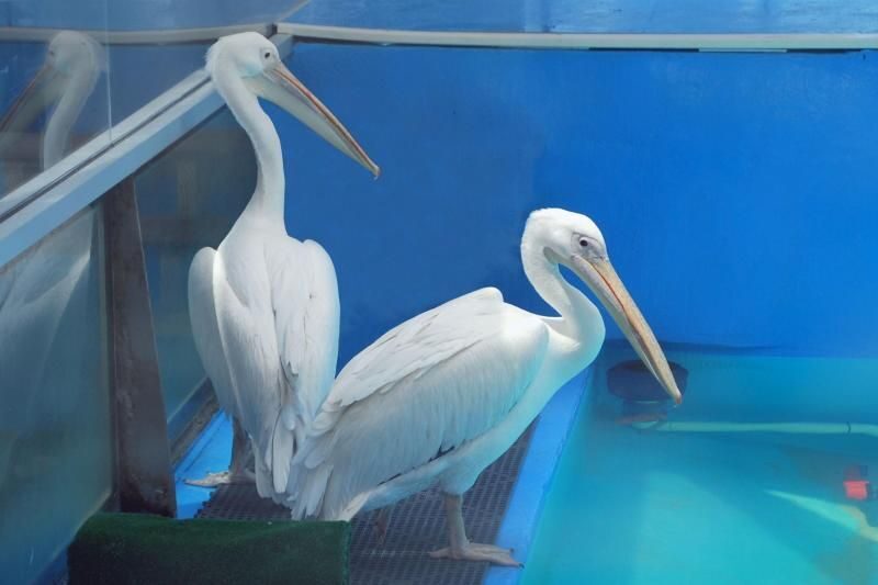 From Orlando: Clearwater Beach and Marine Aquarium Admission - Clearwater Marine Aquarium: Dolphin Tale and Winter’s Rescue