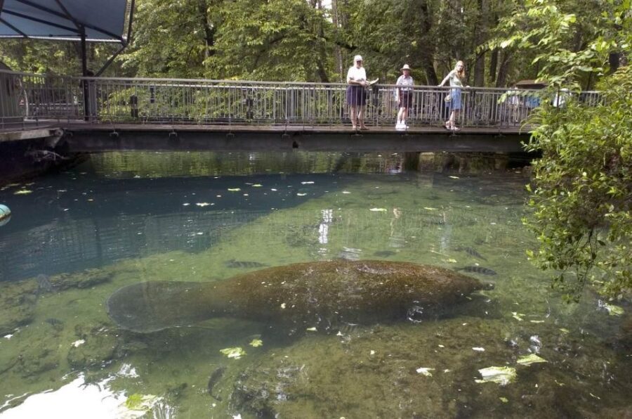 From Orlando: Manatee Snorkel Tour with Lunch & Hotel Pickup - Key Things to Know Before You Go