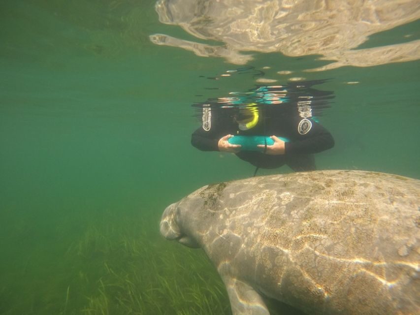 From Orlando: Manatee Snorkel Tour with Lunch & Hotel Pickup - Who This Manatee Tour Is Best For (and When to Skip It)