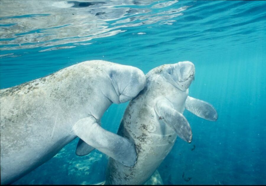 From Orlando: Manatee Snorkel Tour with Lunch & Hotel Pickup - Orlando to Crystal River in an 11-Hour Wildlife Day