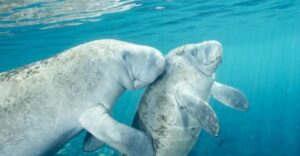 From Orlando: Manatee Snorkel Tour with Lunch & Hotel Pickup - The Ride South: Pickup, Comfort, and Staying on Schedule