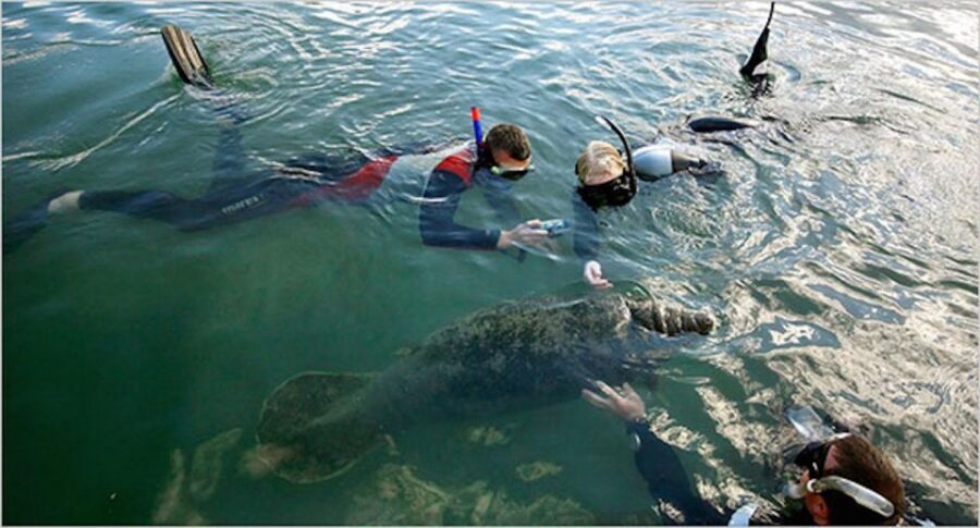 From Orlando: Manatee Snorkel Tour with Lunch & Hotel Pickup - Homosassa State Wildlife Park and the Underwater Viewing Chamber