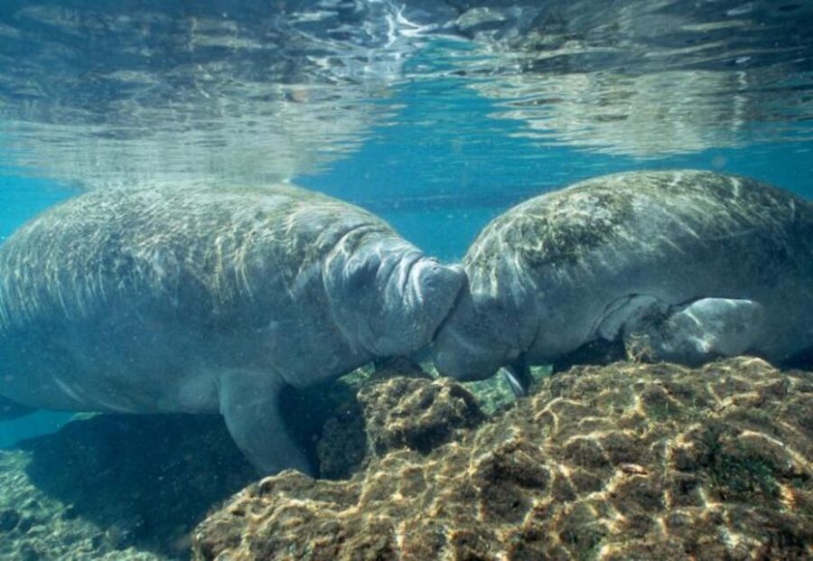 From Orlando: Manatee Snorkel Tour with Lunch & Hotel Pickup - Small Group Energy: Why It Matters for Manatees