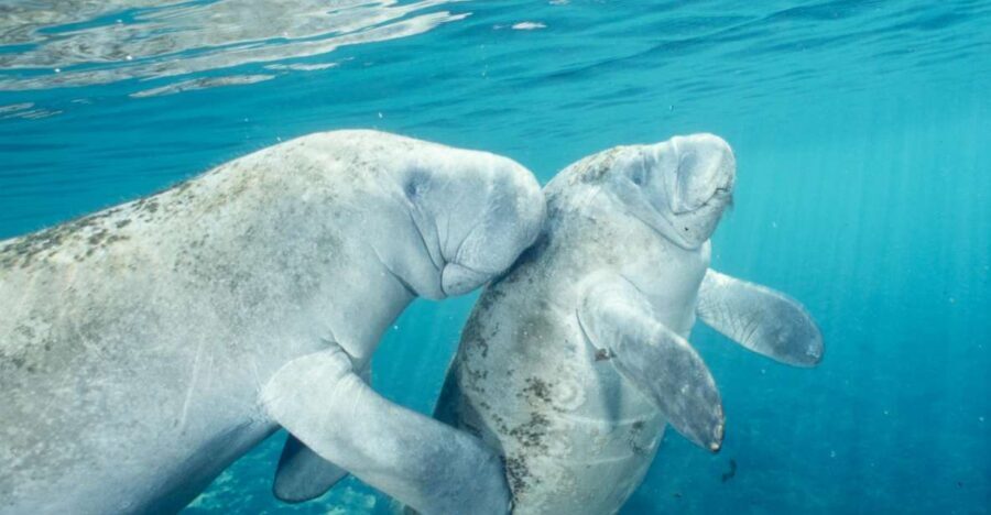 From Orlando: Manatee Snorkel Tour with Lunch & Hotel Pickup - The Ride South: Pickup, Comfort, and Staying on Schedule