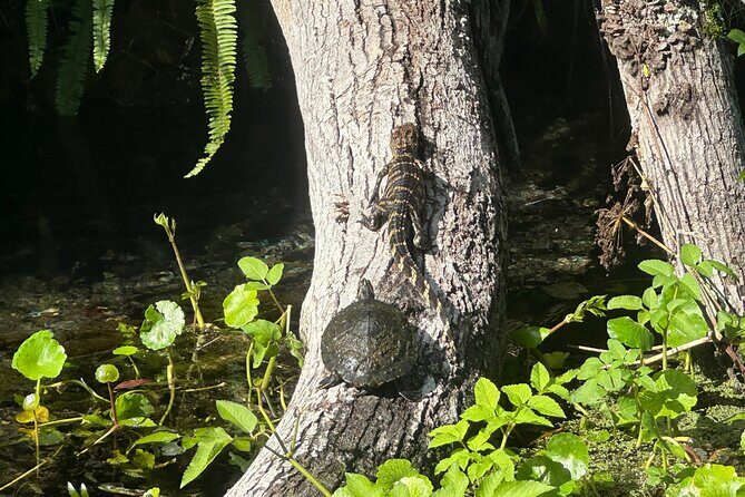 Gator Viewing Clear Kayak Springs Tour - Silver Springs State Park: A famous river for clear-water spotting