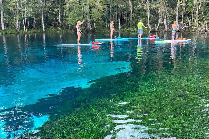 Gator Viewing Clear Kayak Springs Tour - Guides and safety: why the “calm and mellow” promise feels real