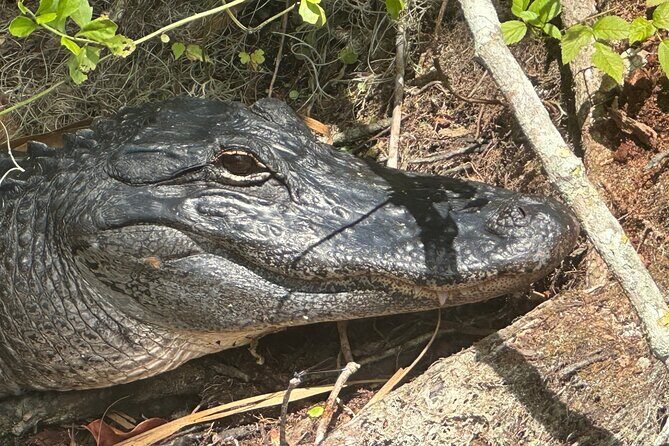 Gator Viewing Clear Kayak Springs Tour - Meeting point in Silver Springs (so you arrive without stress)