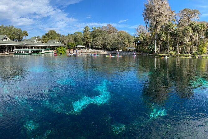 Gator Viewing Clear Kayak Springs Tour - What you can realistically see: gators, turtles, manatees, and more