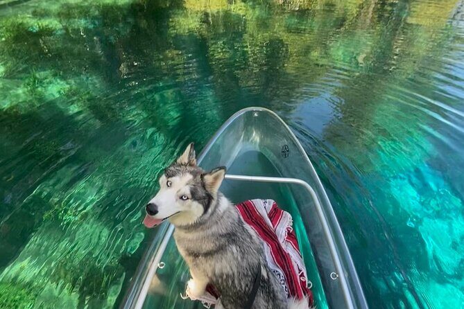 Glass Bottom Kayak Tours of Silver Springs - Price and value: what $84 really buys you