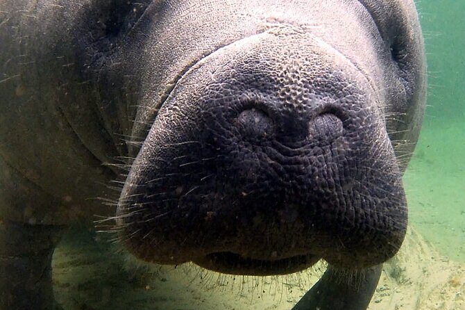 Guided Kayaking Manatee Tour near Orlando - Key Highlights You’ll Actually Care About