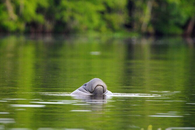 Guided Kayaking Manatee Tour near Orlando - Manatees Up Close: What You’re Actually Watching For