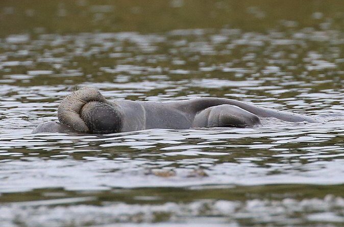 Guided Kayaking Manatee Tour near Orlando - Safety Without Killing the Vibe