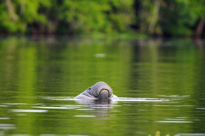 Guided Kayaking Manatee Tour near Orlando - Weather Reality: When Good Conditions Make a Big Difference