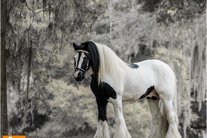 Gypsy Gold Horse Farm Tour - Quick take: what makes this tour worth your time