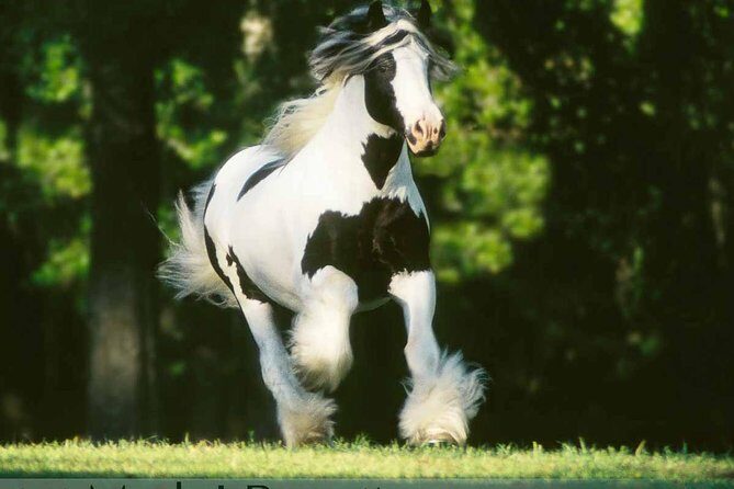 Gypsy Gold Horse Farm Tour - The first 45 minutes with Dennis Thompson and Erin
