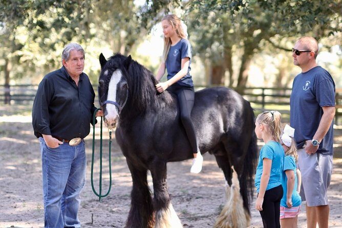 Gypsy Gold Horse Farm Tour - The paddock walk under old oaks and Spanish moss