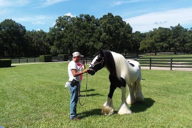 Gypsy Gold Horse Farm Tour - Who this tour suits best (and who should think twice)