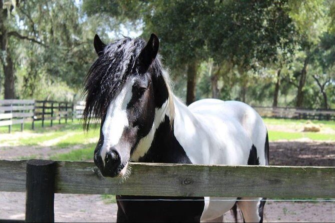 Gypsy Gold Horse Farm Tour - Stallions, mares, and young horses: the up-close part
