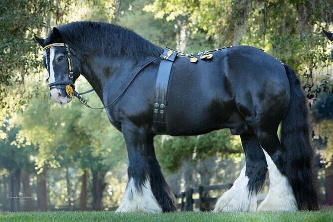 Gypsy Gold Horse Farm Walking Tour - Quick highlights before you go