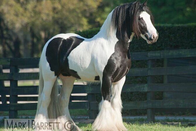 Gypsy Gold Horse Farm Walking Tour - A One-Hour Farm Walk Where the Animals Do the Teaching