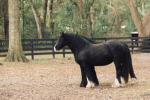 Gypsy Gold Horse Farm Walking Tour - Gypsy Vanner Roots: Why Gypsy Gold Horse Farm Matters