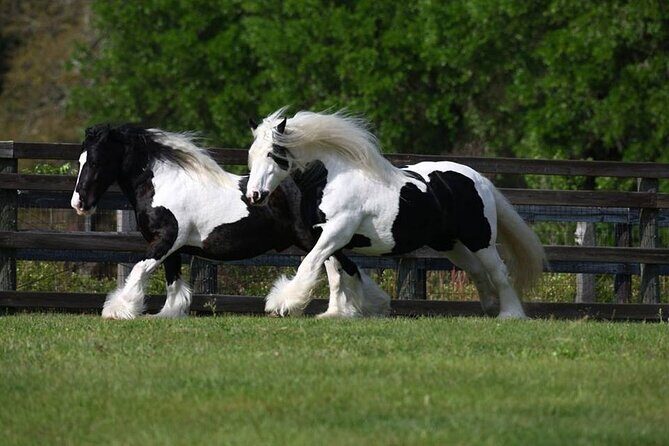 Gypsy Gold Horse Farm Walking Tour - Tour Guide Taylor’s Style: Friendly, Personal, and Practical