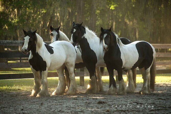 Gypsy Gold Horse Farm Walking Tour - Petting Time and Animal Interaction: What to Know Before You Go