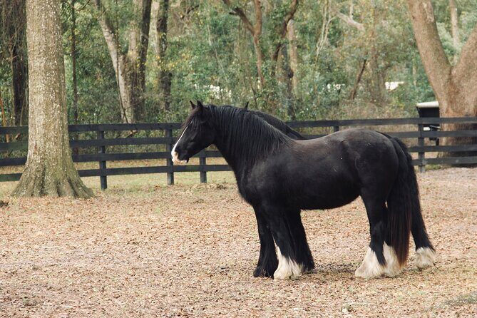 Gypsy Gold Horse Farm Walking Tour - Gypsy Vanner Roots: Why Gypsy Gold Horse Farm Matters