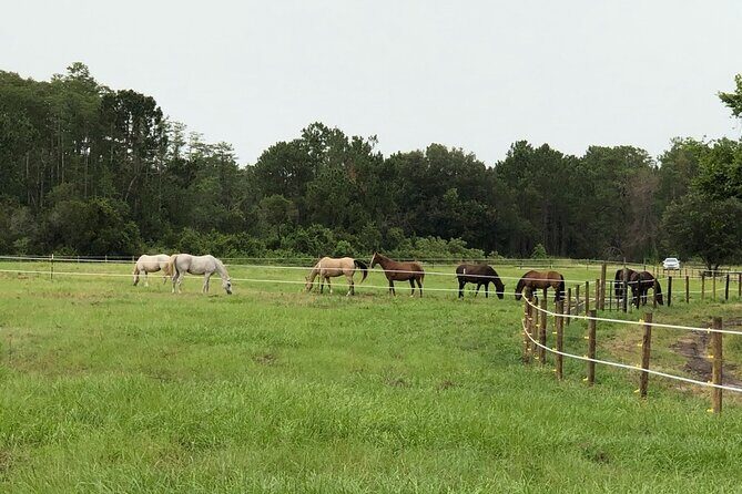 Horseback Ride on Scenic Lake Louisa Trails - Price Check: Does $79 Hold Up After You Add Admission and Parking?