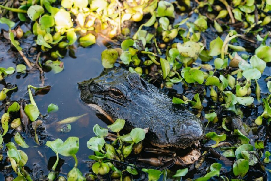 Kissimmee: Everglades Airboat Adventure Tour - What to Pack: Sun, Insects, Cameras, and Basic Comfort