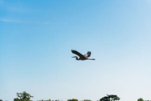 Kissimmee: Everglades Airboat Adventure Tour - Price and Time: How $69 Fits the Value Equation